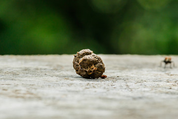 Dry monkey stools on the ground