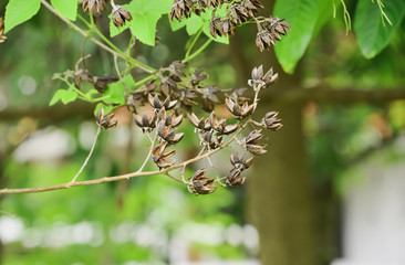 seed on tree