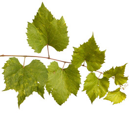 vine grapes. isolated on white background