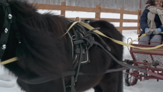 Tracking with tilt up of black Shetland pony pulling wagon with ecstatic Caucasian girl and her curly African-American friend sitting in it
