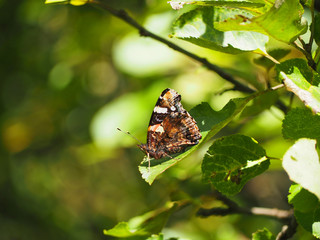 butterfly (Araschnia levana) on apple tree branch
