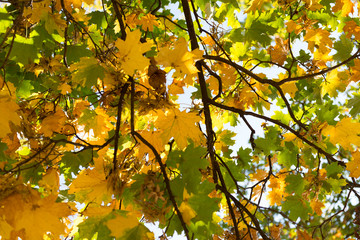 yellow maple leaves