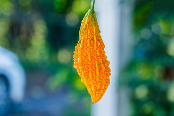 Ripe Bitter melon , bitter gourd