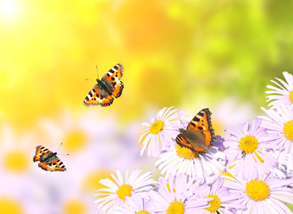 Butterflies flying over flowers
