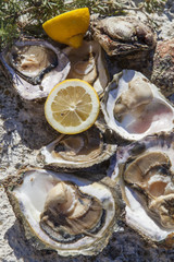 Romantic epicure orgy on the sea coast Fresh picked oysters and organic lemon and mediterranean herbs 