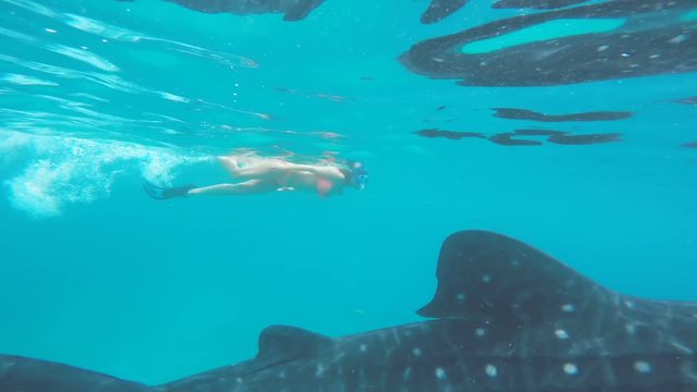 Woman snorkeling next to whale shark
