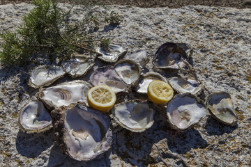 Opened empty oyster shells, organic lemon, mediterranean herbs and small seastar on sea coast