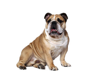 very beautiful, smart and funny dog in studio