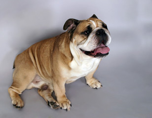 very beautiful, smart and funny dog in studio