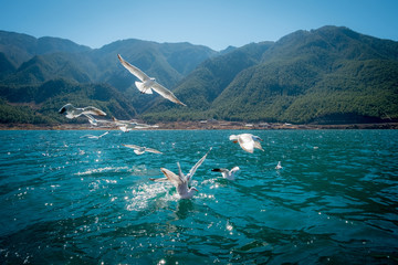 Flock of Seagulls over Lugu Lake, Ninglang Yi, Yunnan, China