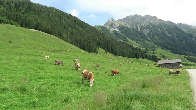 Zillertal valley landscape with meadow, barn and stream. Located at Schoenachtal valley in Tirol (Austria).