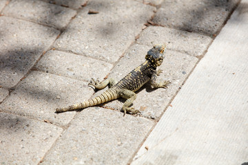 Lizard