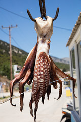 Octopus on the hook