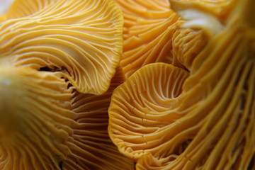 beautiful and very bright, orange mushroom in macro