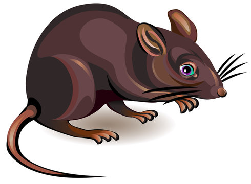 Illustration of rat on a white background, vector cartoon image.