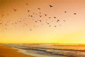 beautiful sunrise on the Atlantic Ocean. Rolling waves in the warm sunshine,   lot of birds in the sky
