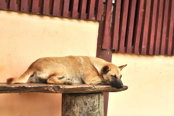 Thai stray dog sleeping on wooden chair