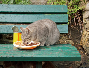 Chat abandonné dans la rue, nourrit sur un banc