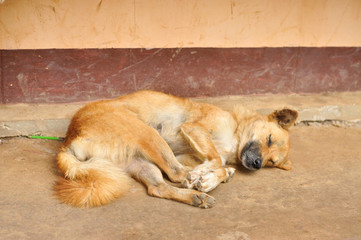 Thai stray dog sleeping on walkway