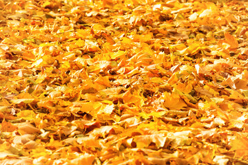 Autumn fallen orange leaves in a park