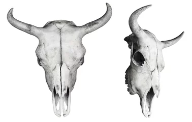 Rolgordijnen Bison skull isolated on white. Front and side view © Stefan Wolny