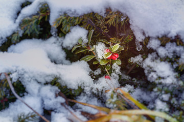 Cranberry in winter, plant covered with snow and ice