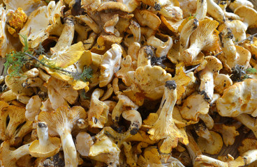 girolles