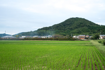 Fototapeta na wymiar 田んぼのある風景