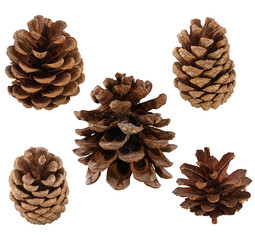 Set of cones of coniferous trees