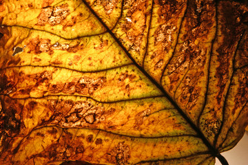 very beautifully illuminated dry, yellow, autumn leaf