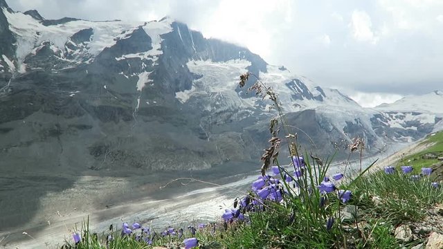 Bellflower in front of Grossglocker mountain in european alps, Austria.