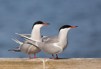Common tern