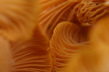 beautiful and very bright, orange mushroom in macro