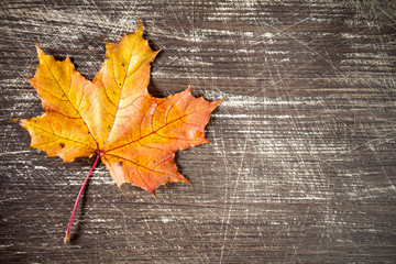 Naklejka na ściany i meble Autumn maple leaf.