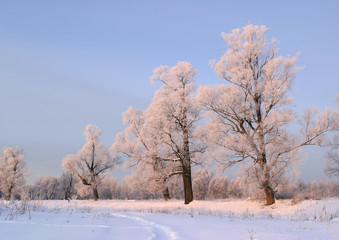 Fototapeta na wymiar a long walk in nature snowy Russian winter