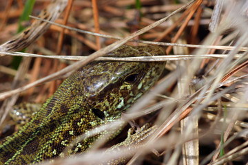 wild lizard
