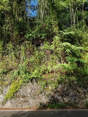 Old wall in stone by the road surrounded by wild nature