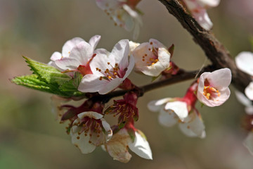 Fototapeta na wymiar spring Flowers