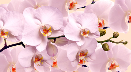 Large white Orchid flowers in a panoramic image - 123330237