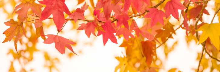 Gelb Rote Blätter im Herbst verzieren einen breiten unscharfen Hintergrund im Wald