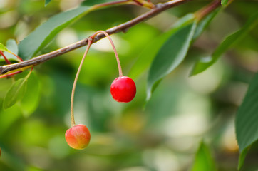 Cherry tree with red fruits growing in the garden, natural seasonal background