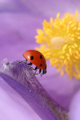 Fototapeta premium Anemone patens
