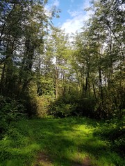 Obraz premium Forest in sunlight and shadows 