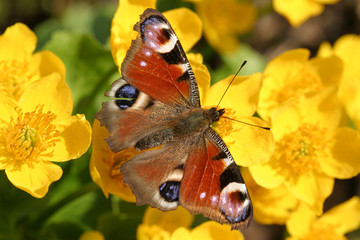 butterfly on a flower - 123330499
