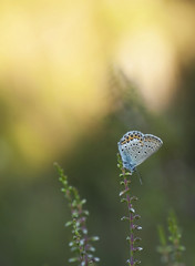 Silver-studded Blue