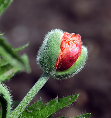 Obraz premium flowers