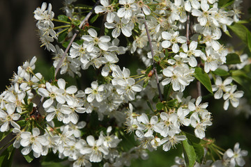 walk outdoors during the spring flowering apple trees