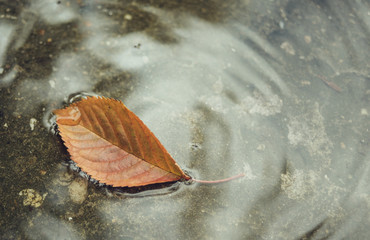 Fallen leaf in a pond