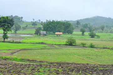 Landscape of paddy field in rainy day, Agriculture scene, Thailand