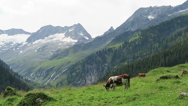 Zillertal valley landscape with meadow, barn and stream. Located at Schoenachtal valley in Tirol (Austria).